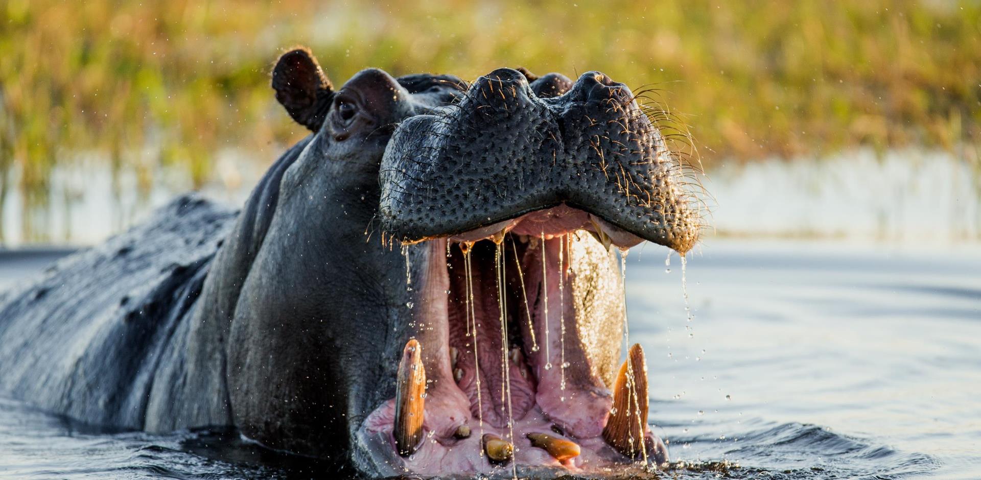 Hippo, Botswana, Africa