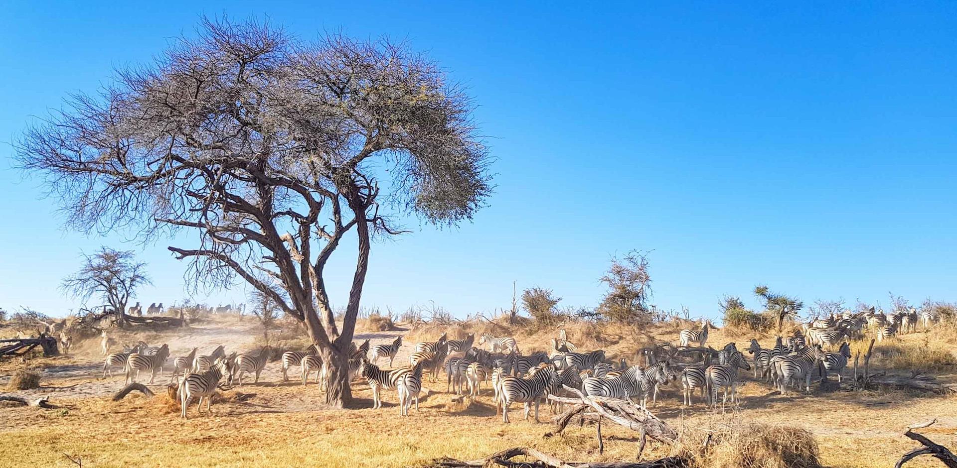 A&K Itinerary: The spectacular zebra migration, Botswana