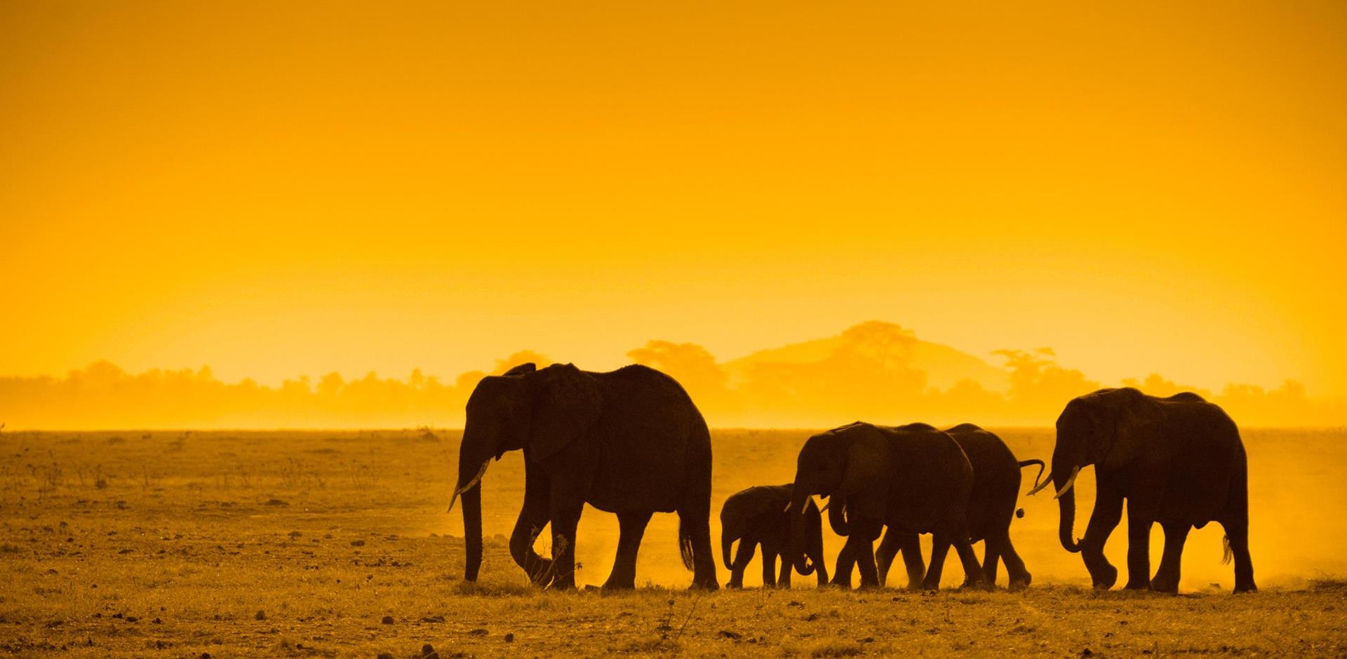 Amboseli National Park, Kenya