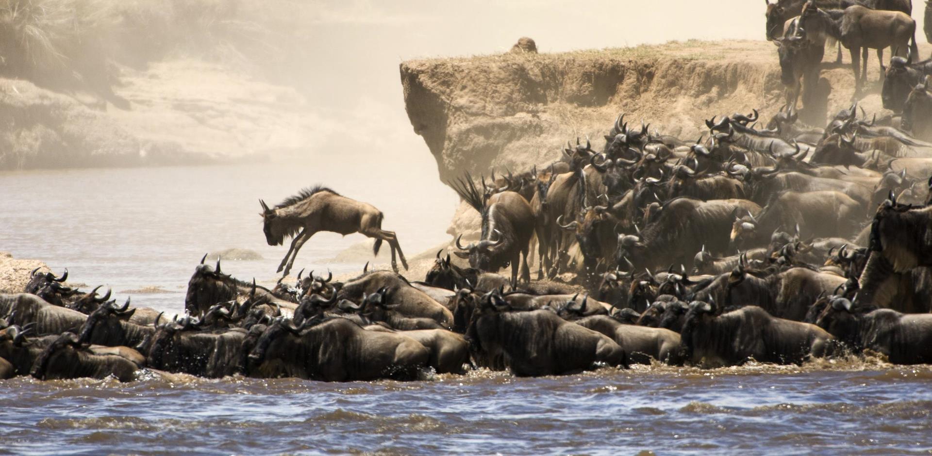The Great Migration, Africa