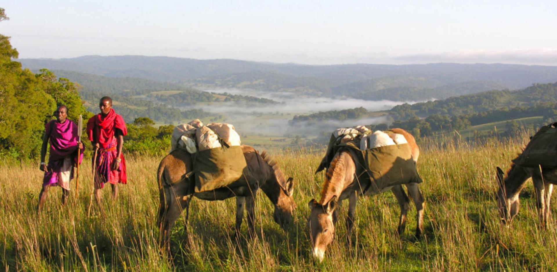 Donkeys, Nguruman Escarpment, Kenya