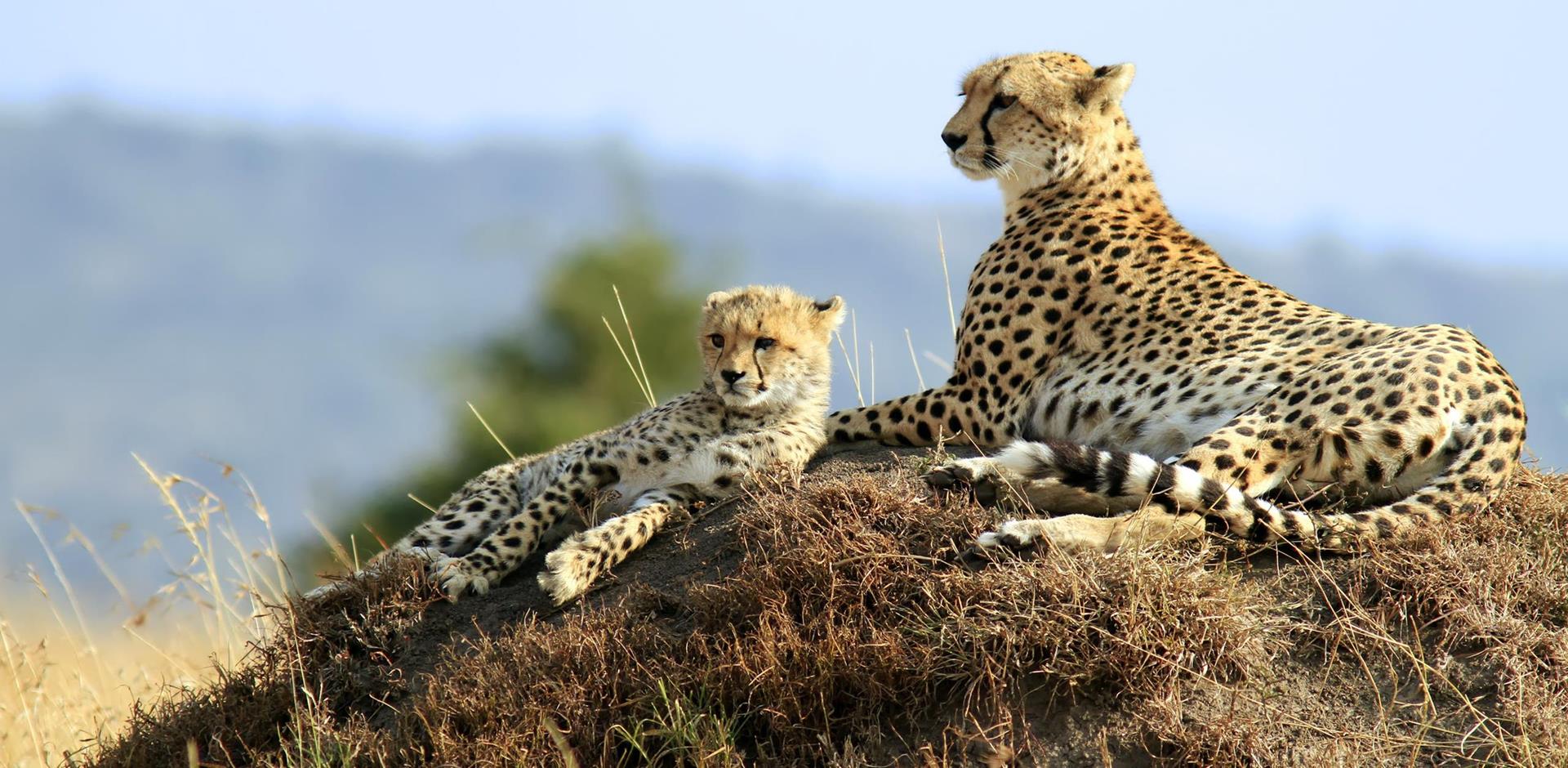 LSGJ - Kenya & Tanzania Wildlife Safari Day 10