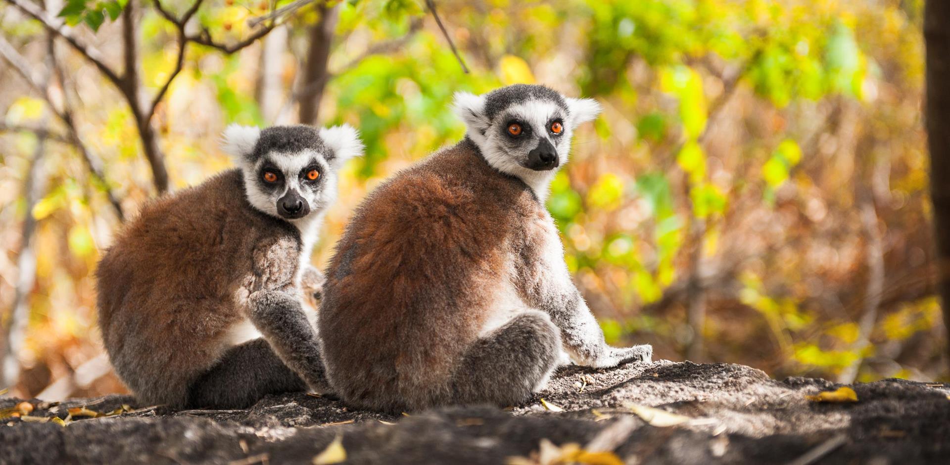 Small Group: A Naturalist’s Guide to Madagascar 