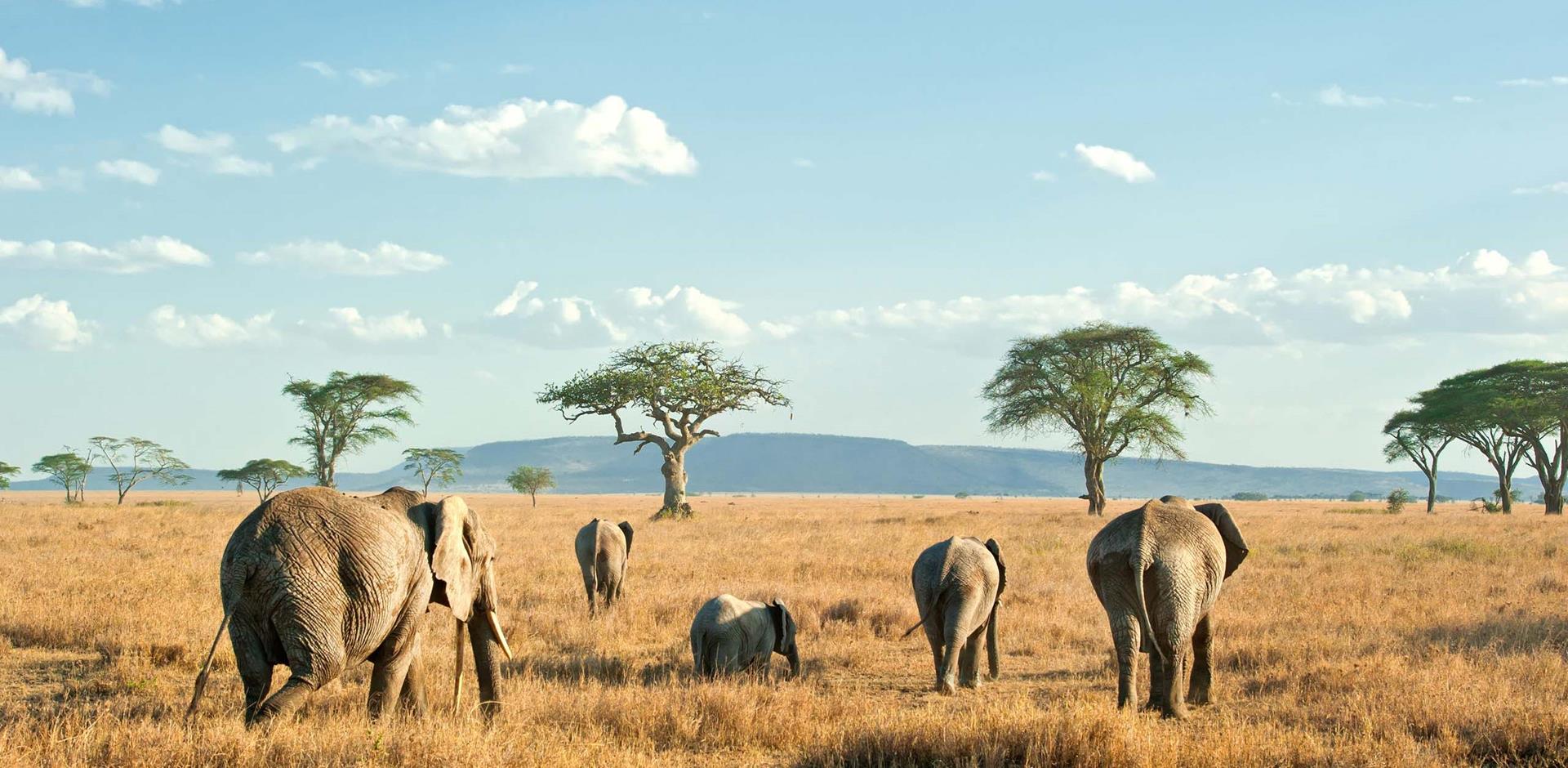 Tanzania & Rwanda ultimate safari