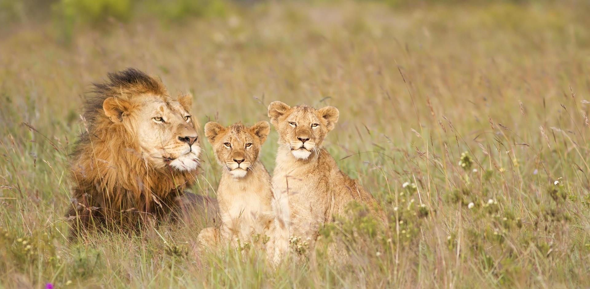 Lion and Cubs, South Africa