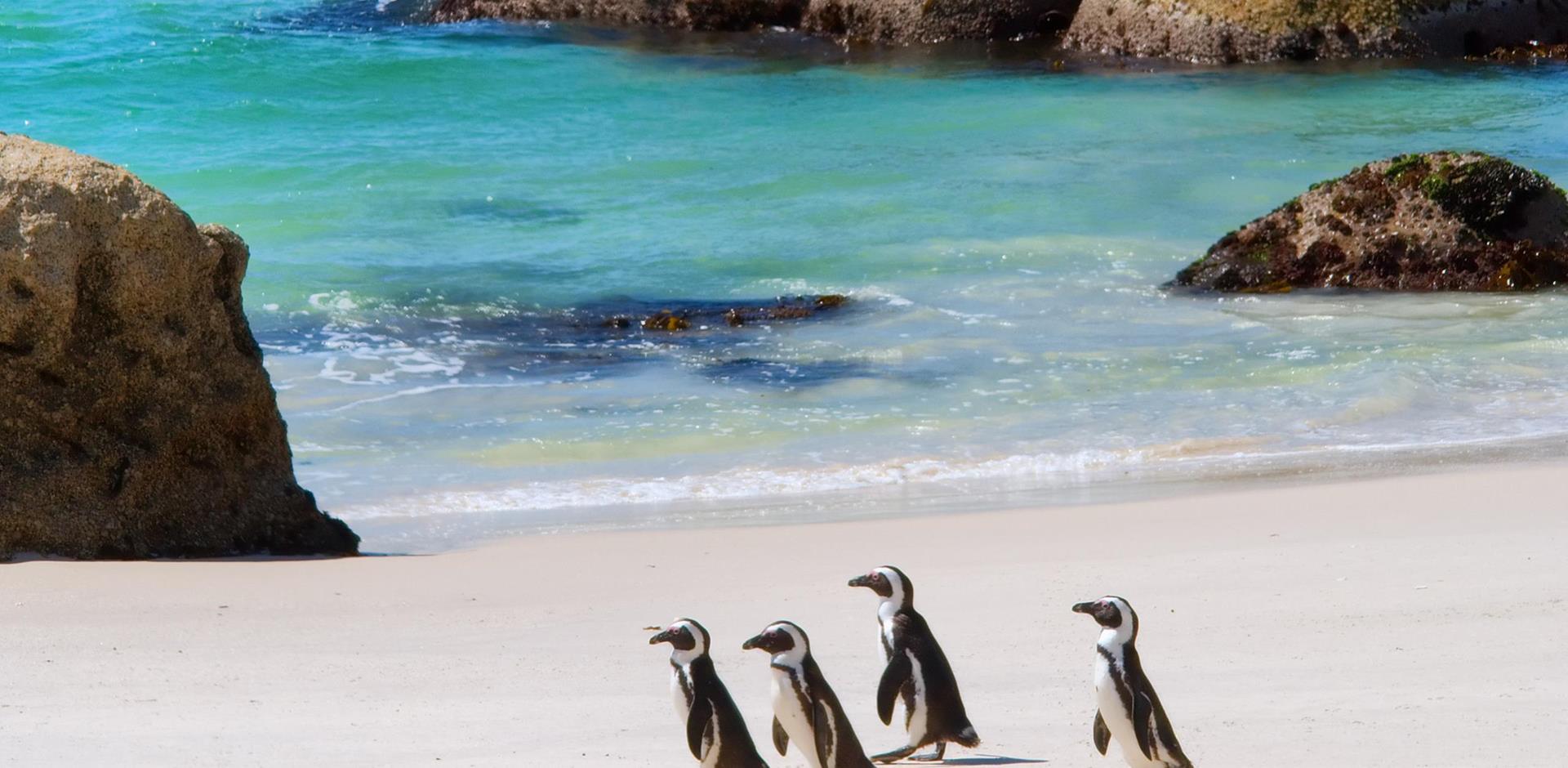 Penguins, Boulders Beach, South Africa