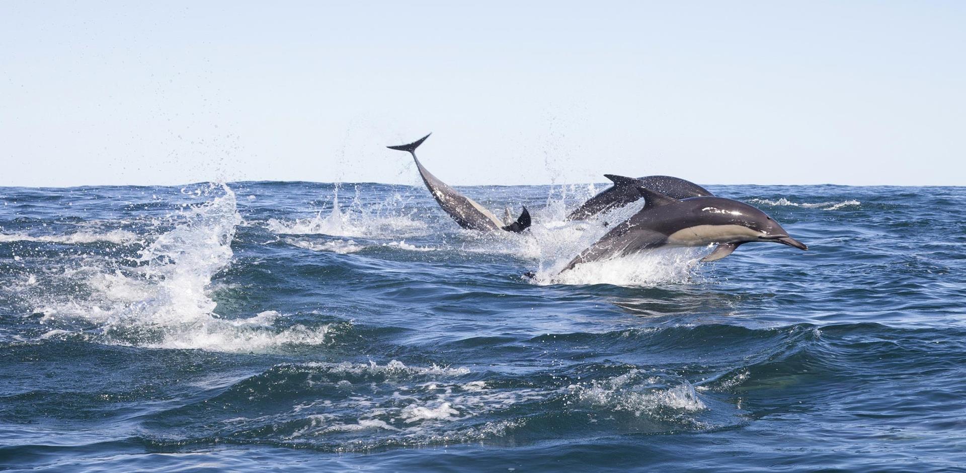 Dolphins, South Africa