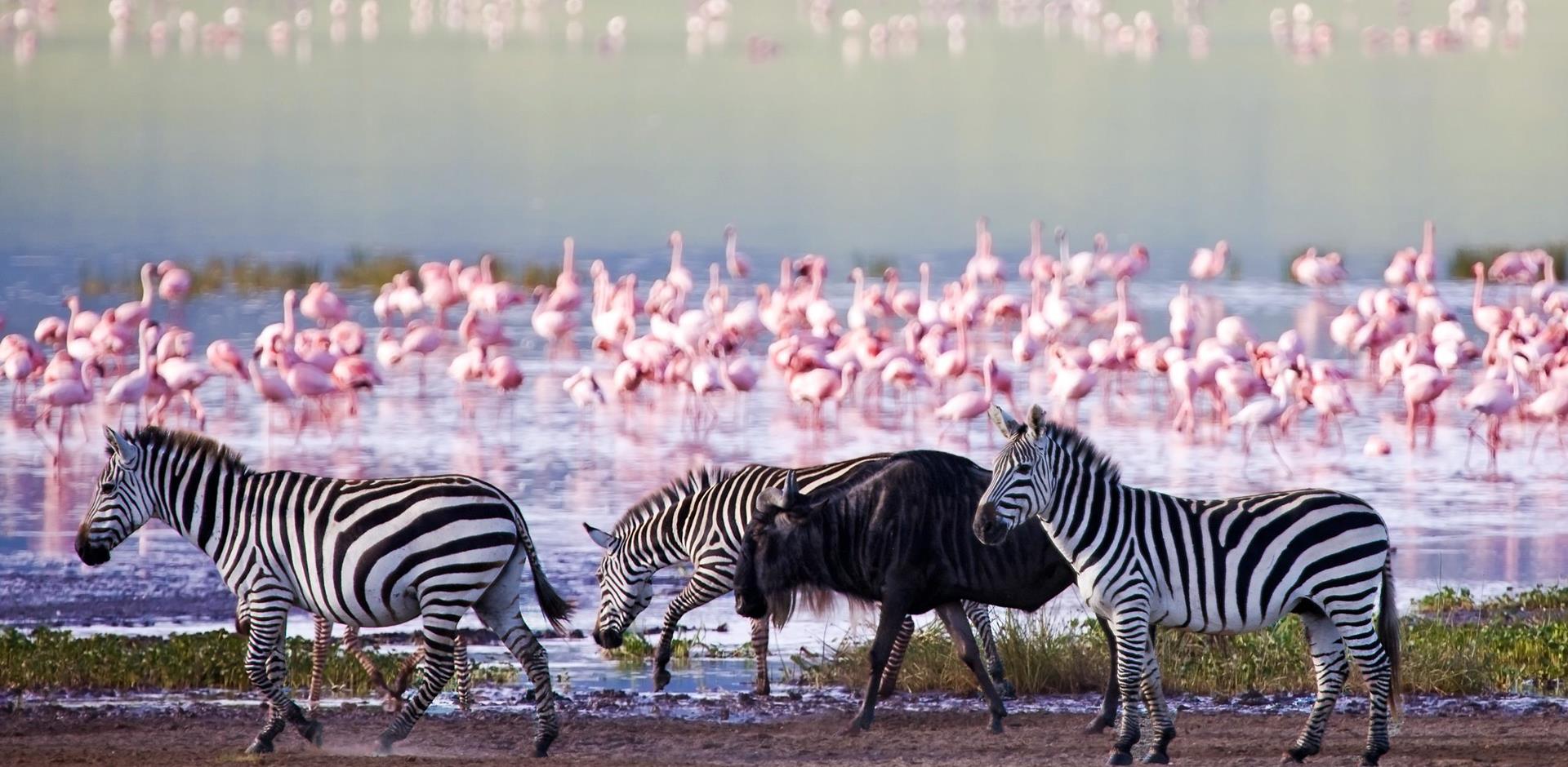 Wildlife of Ngorongoro Crater, Tanzania