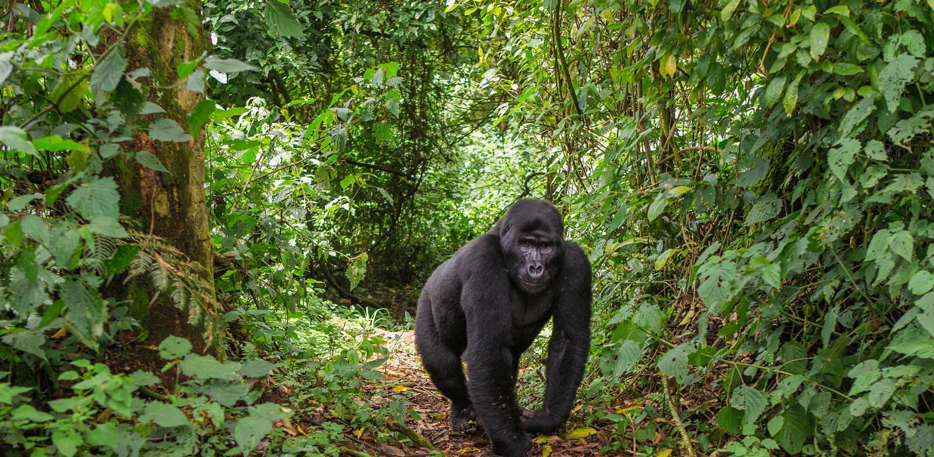Uganda, Africa