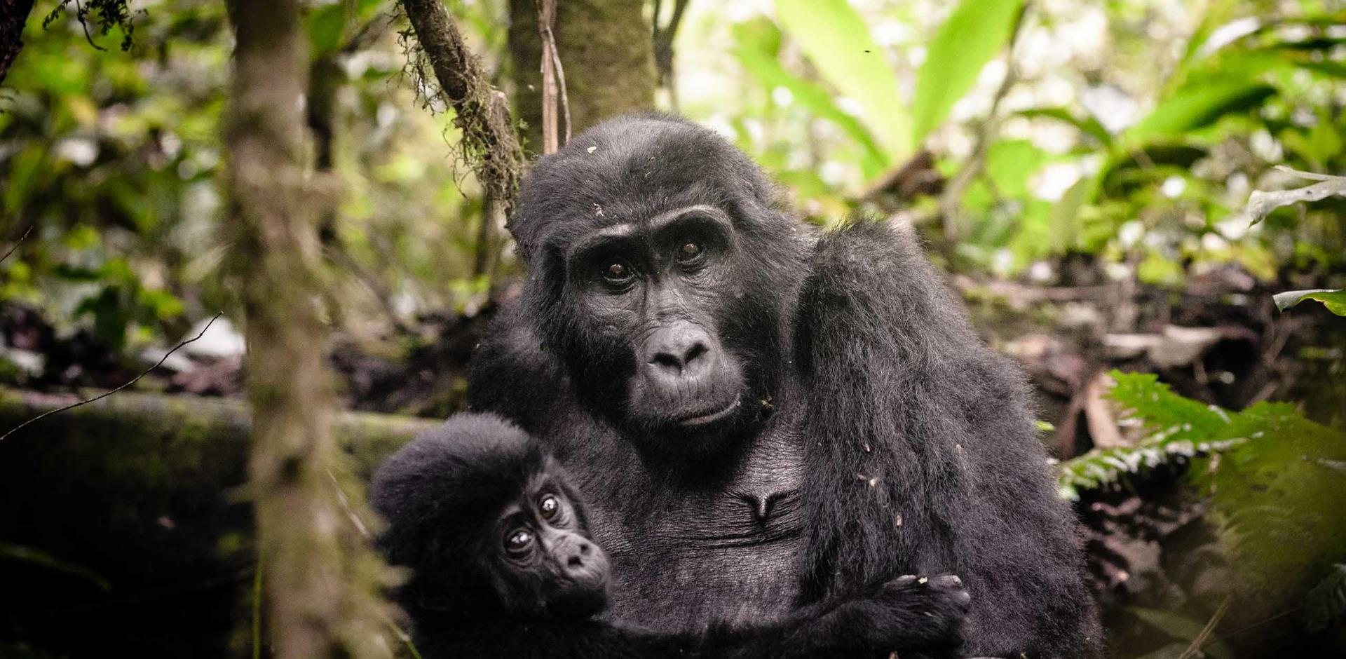 Gorillas, Uganda