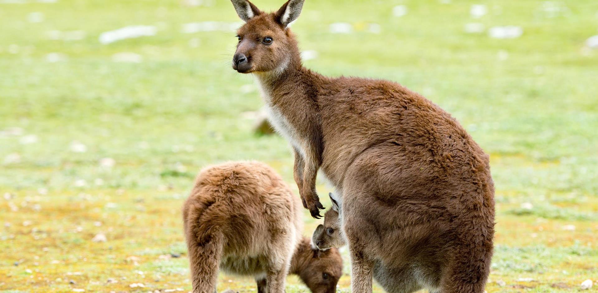 Kangaroo-Island_Australia