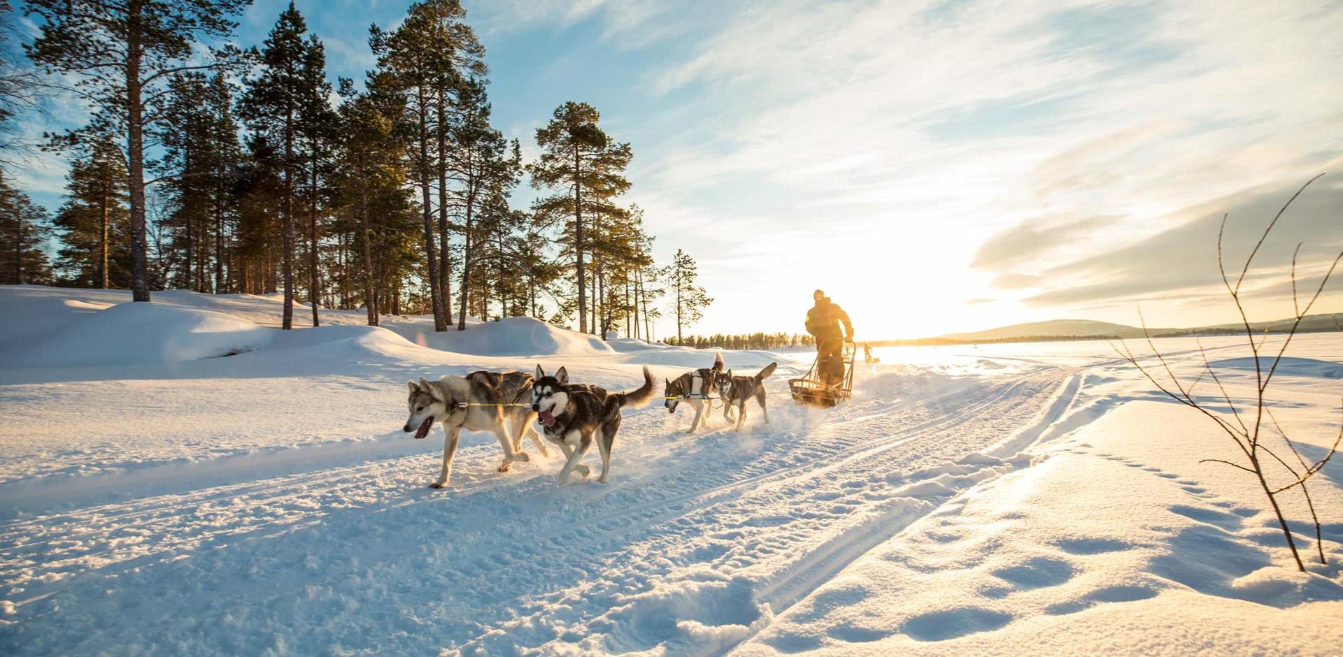 Huskies, Lapland