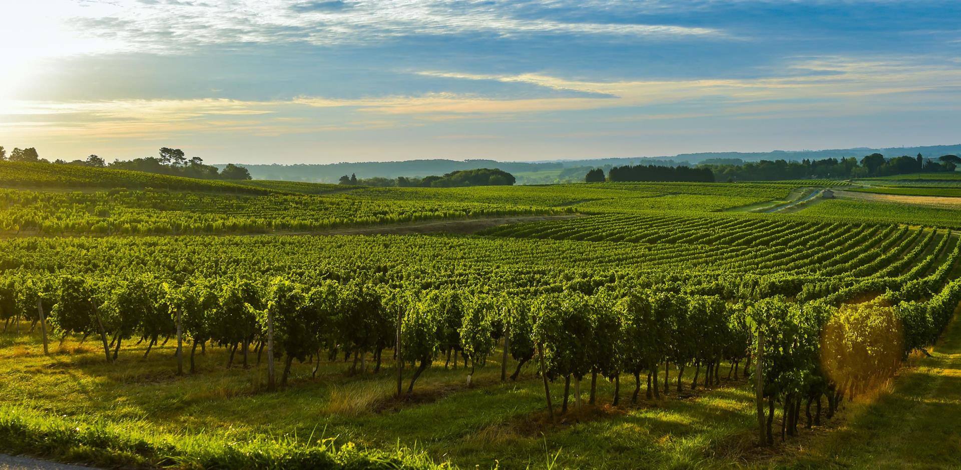 Vineyard, Europe