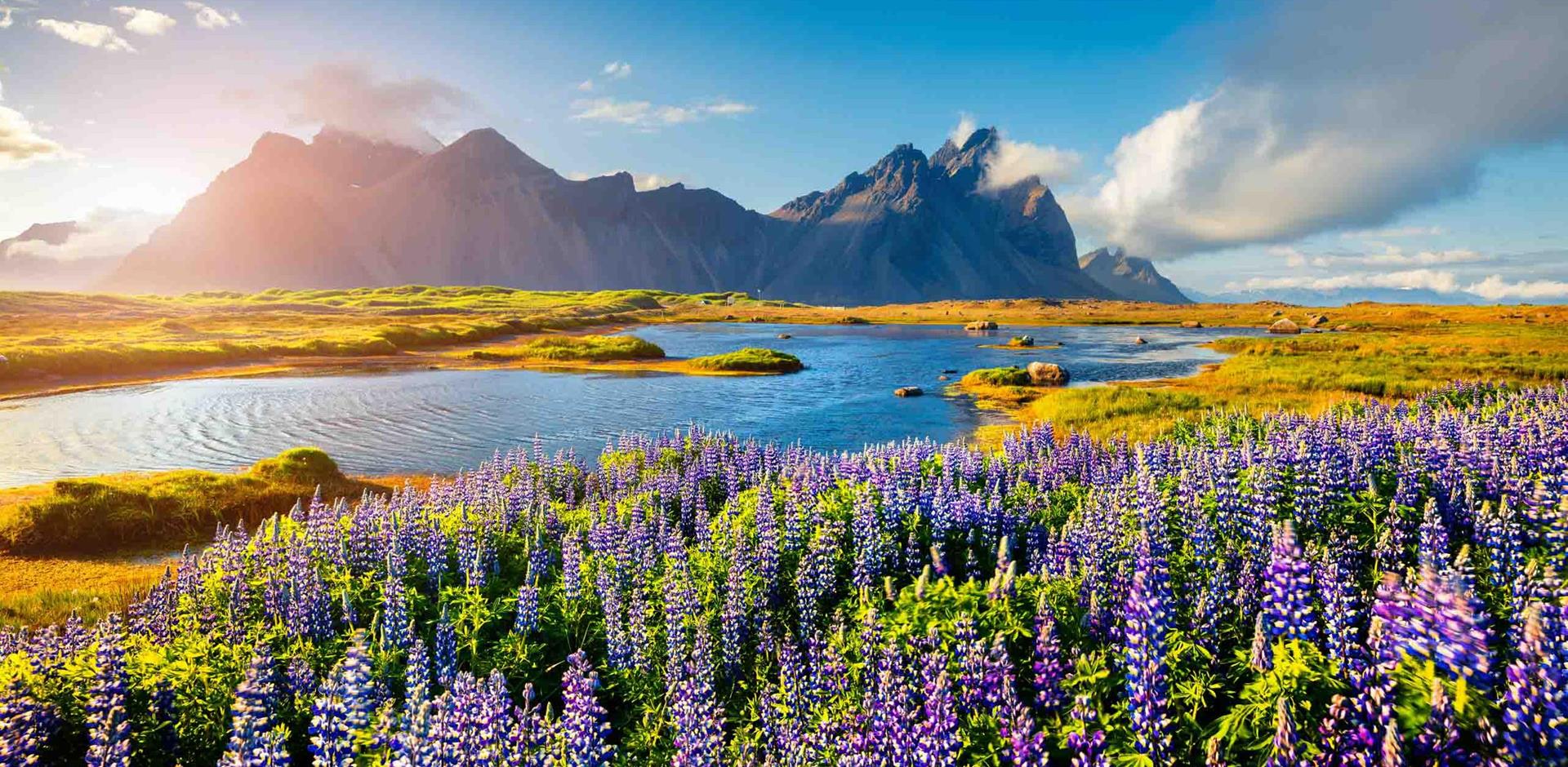 Natural scenery with lupine flowers, Stokksness, Iceland, Europe