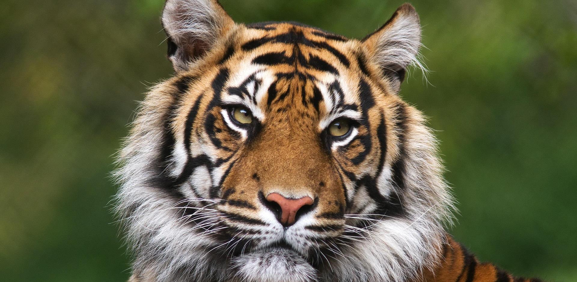 Tigers, India
