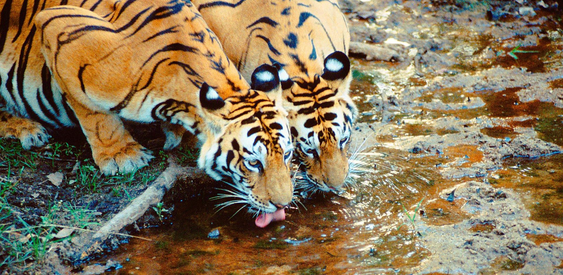 India Wildlife Safari Escorted Tour