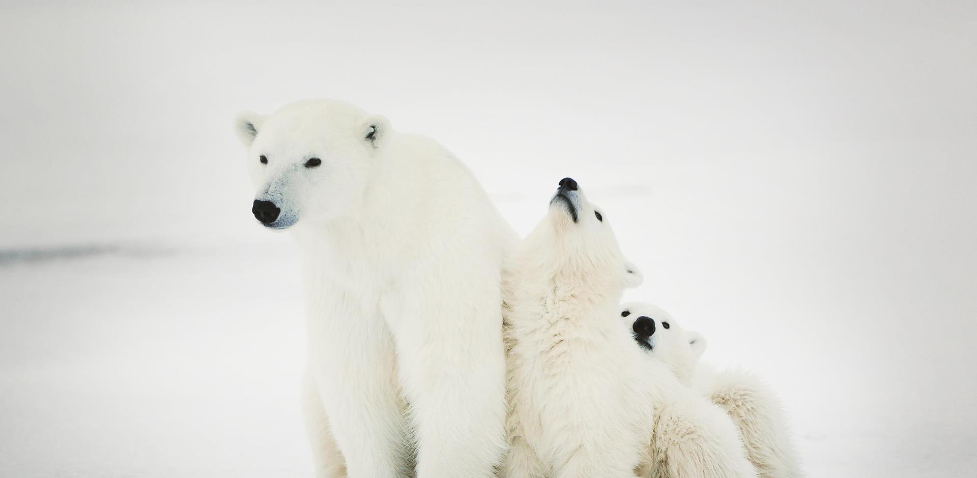 Polar Bears, Canada