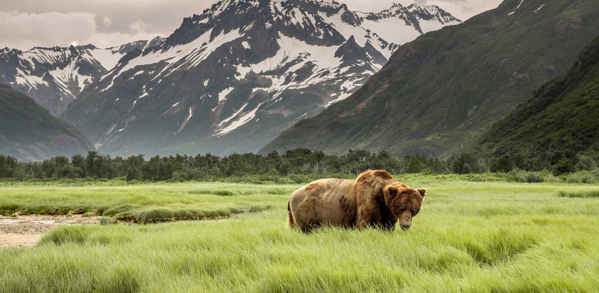 Grizzly bear, Alaska, USA