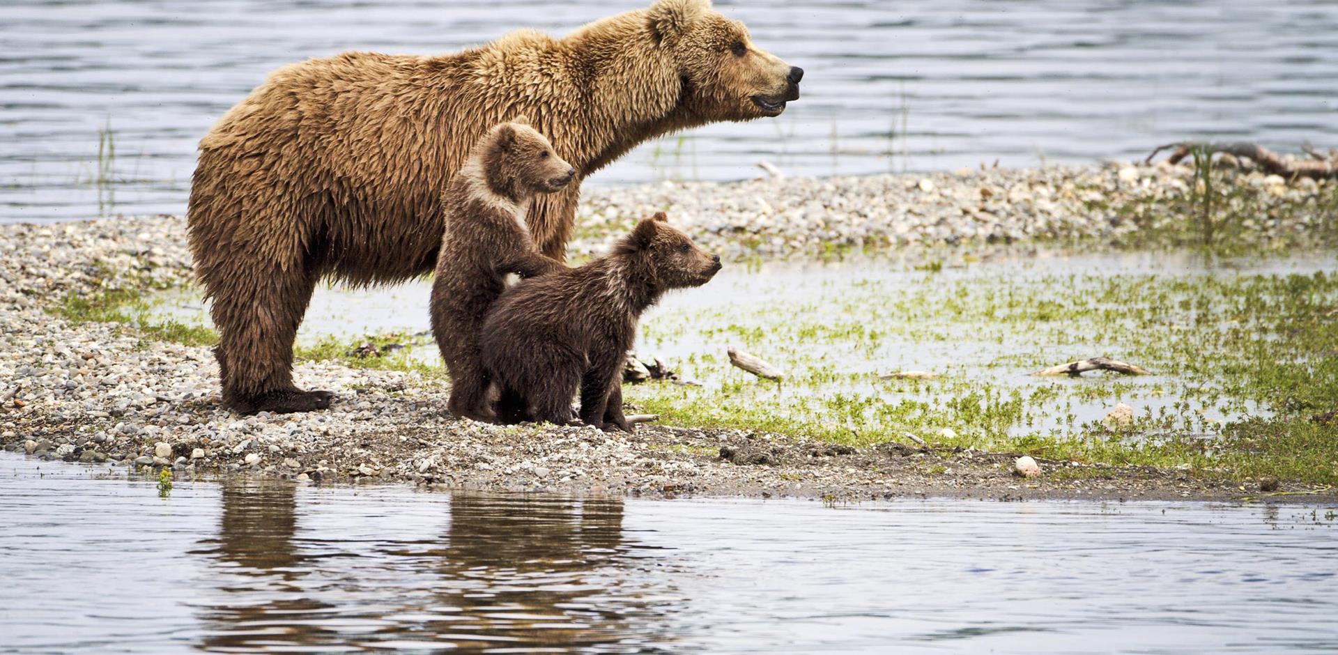 Alaska Wilderness and Wildlife