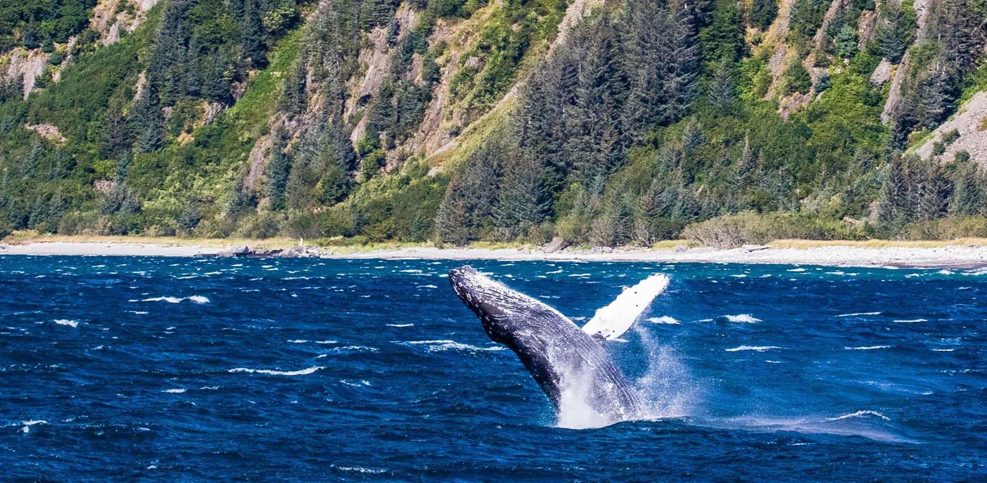 Humpback breaching, Prince William Sound, Alaska