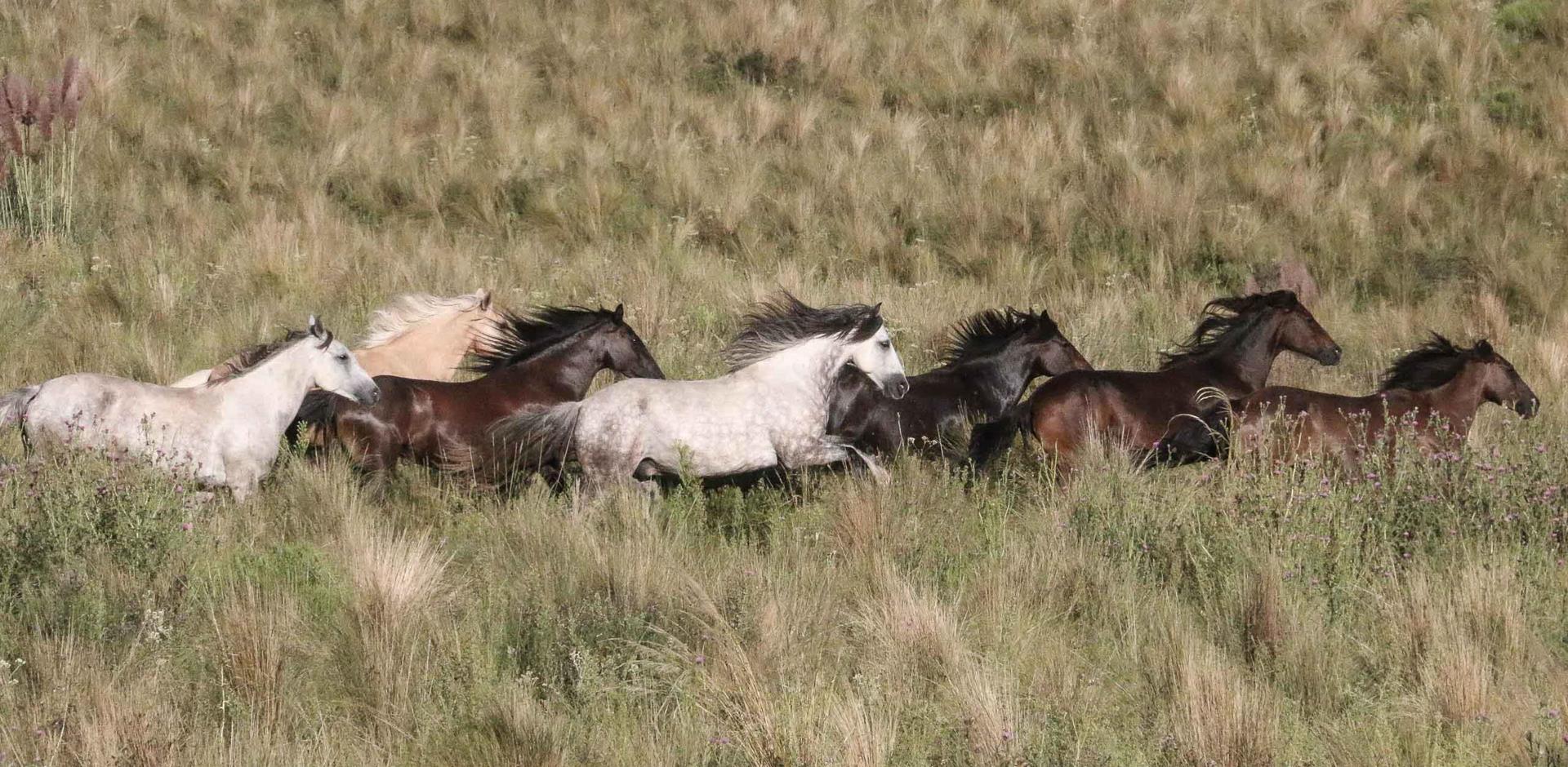 Horses, Argentina, A&K