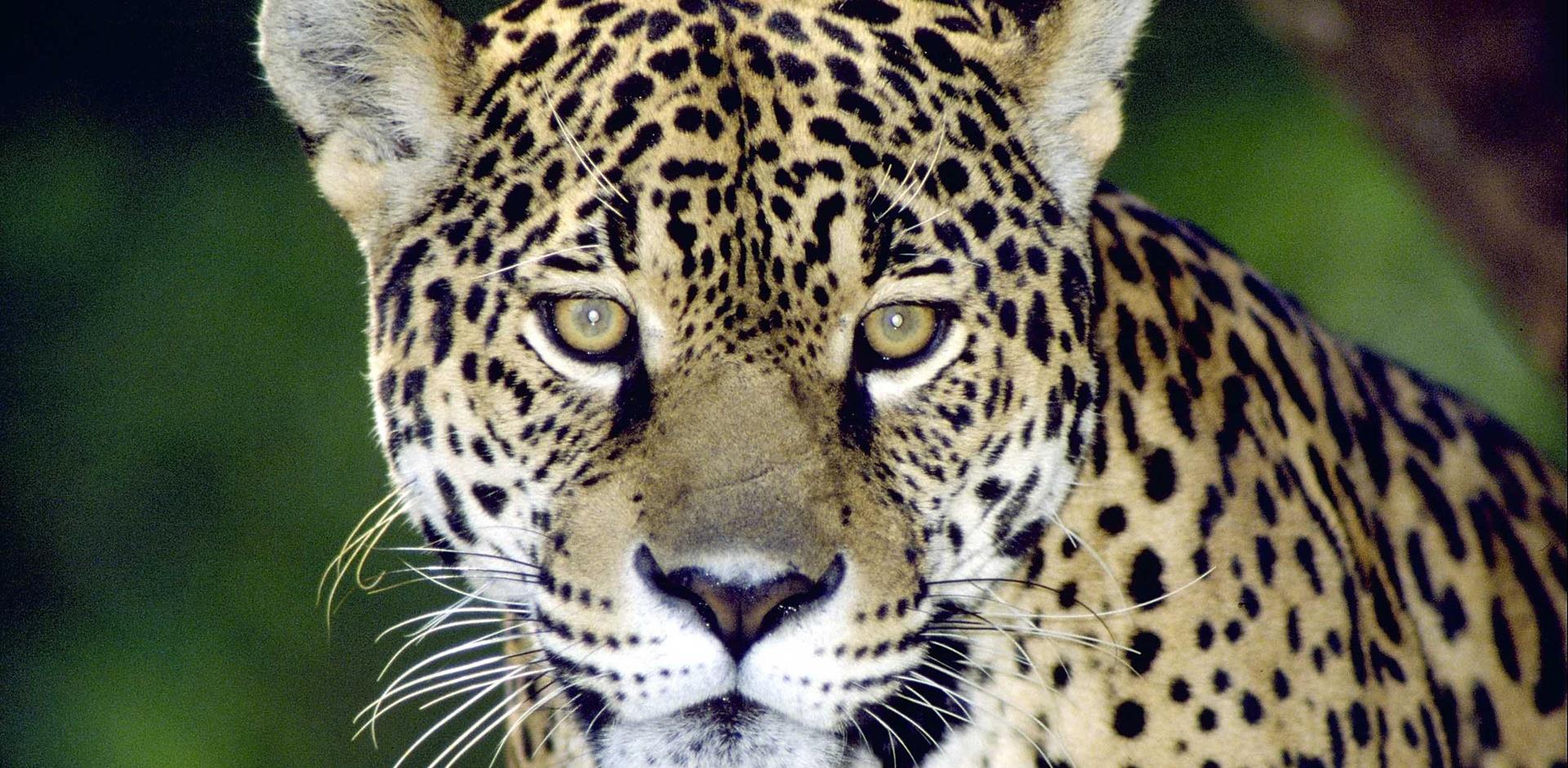 Jaguar, the Pantanal, South America