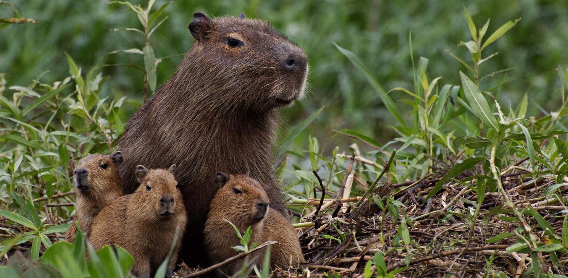 Capybara in Brazil