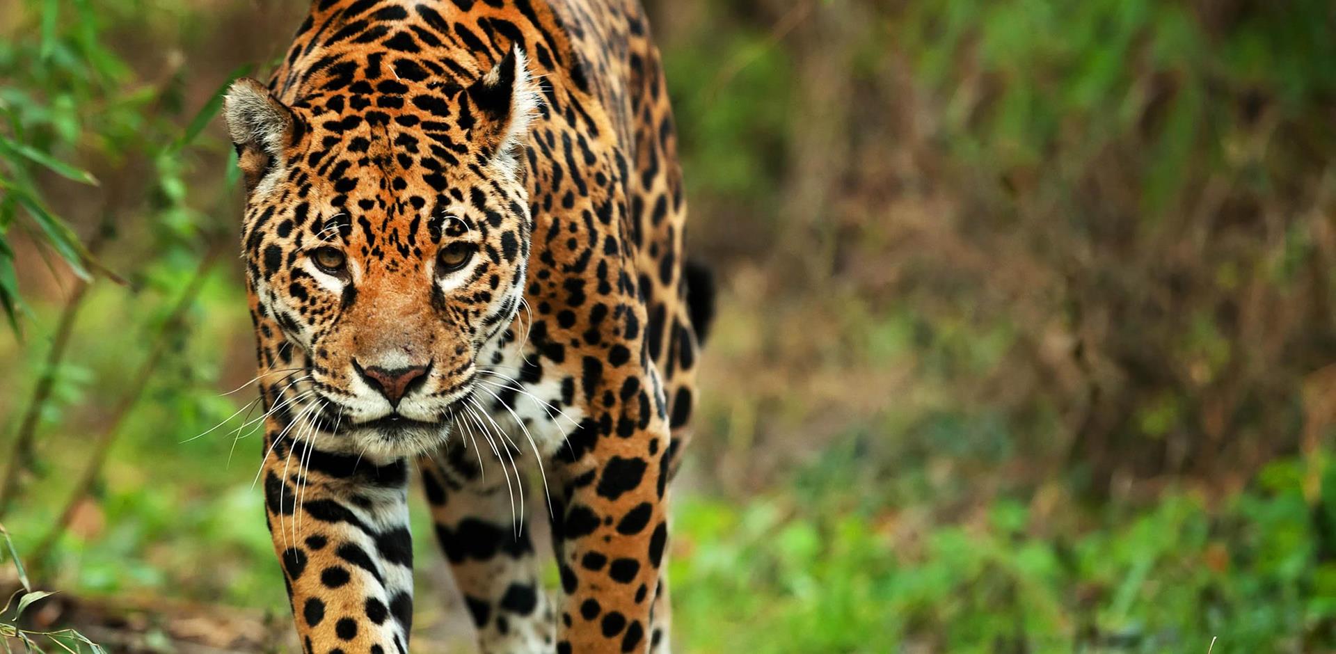 Jaguar spotting in the Pantanal, Brazil, Abercrombie & Kent