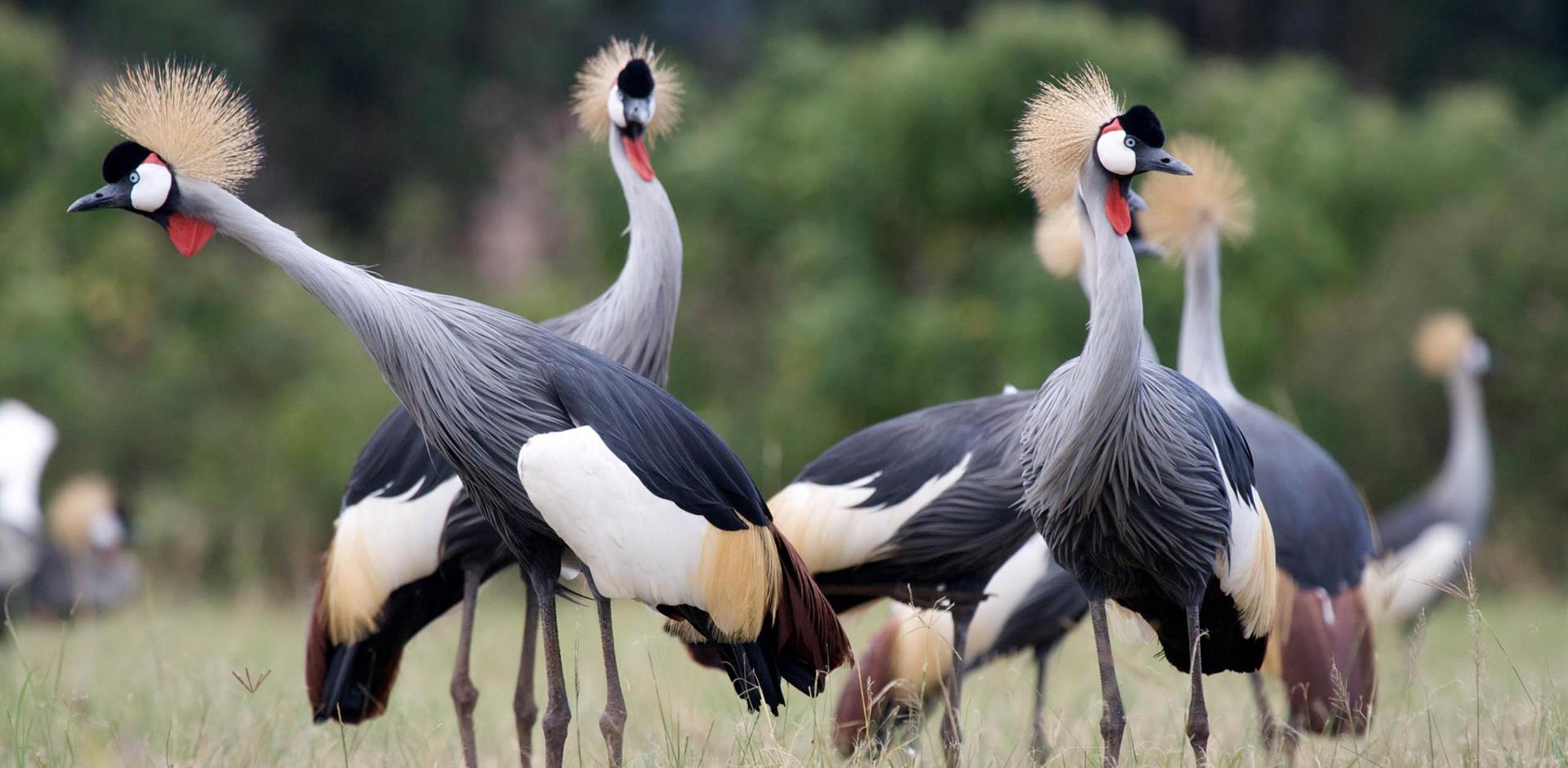 Cranes, Uganda, Africa