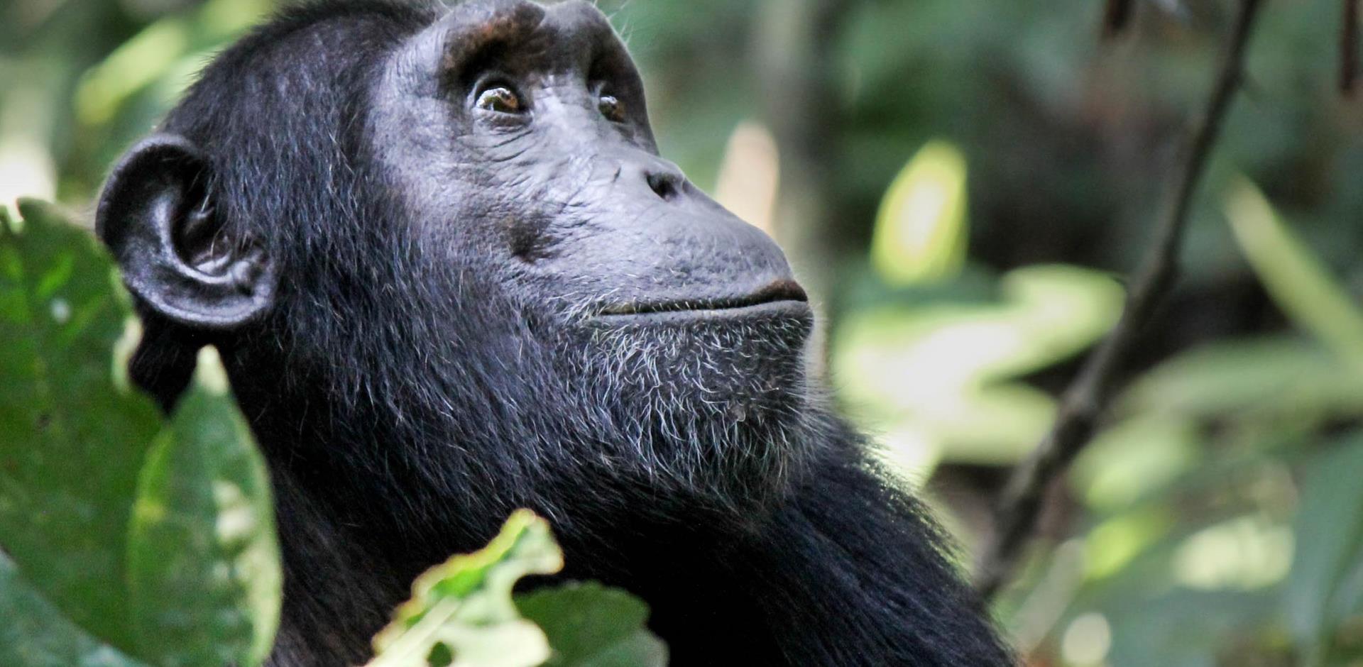 Uganda Gorillas and Beyond Escorted Tour