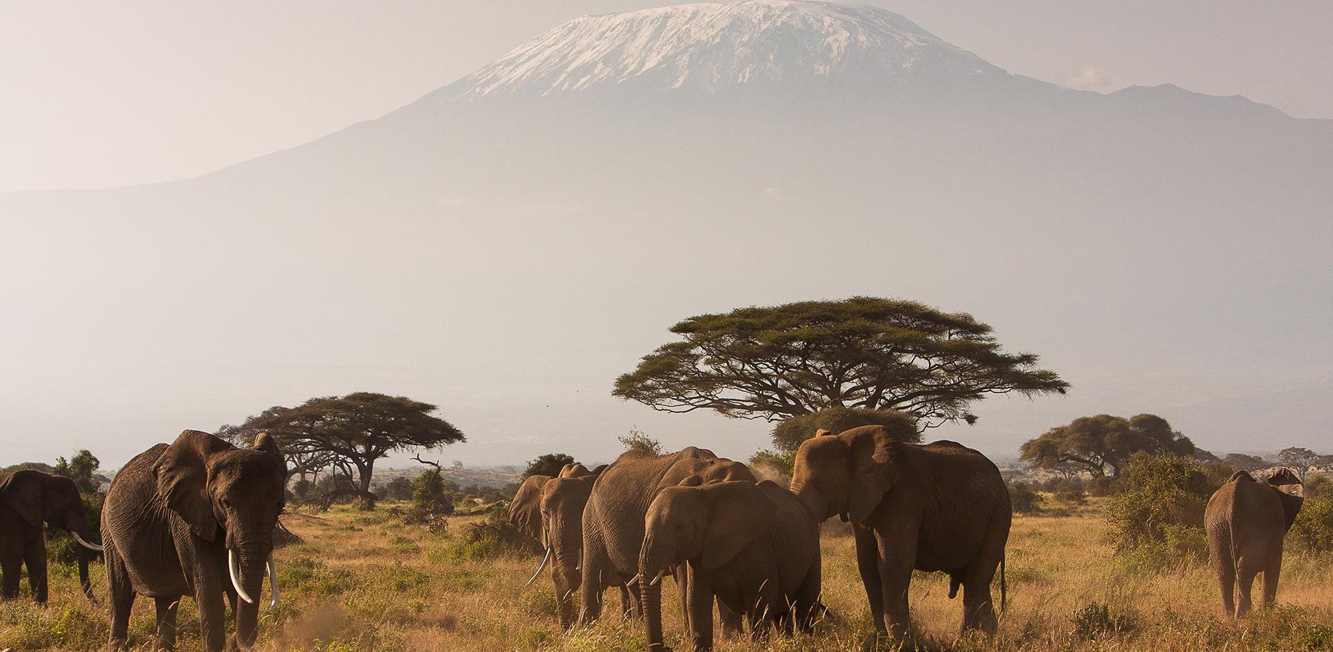 Elephants, Mount Kilimanjaro, Africa