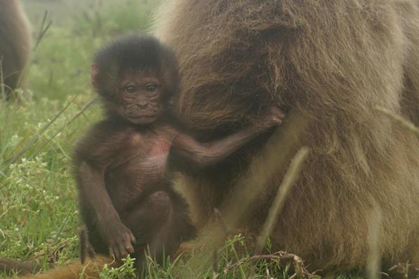 Gelada baboon infant, Ethiopia