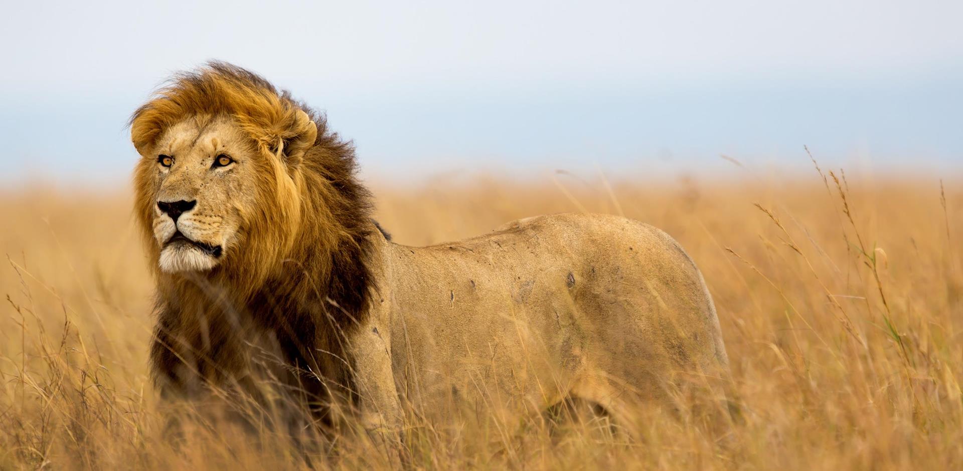 Lion, Masai Mara, Kenya