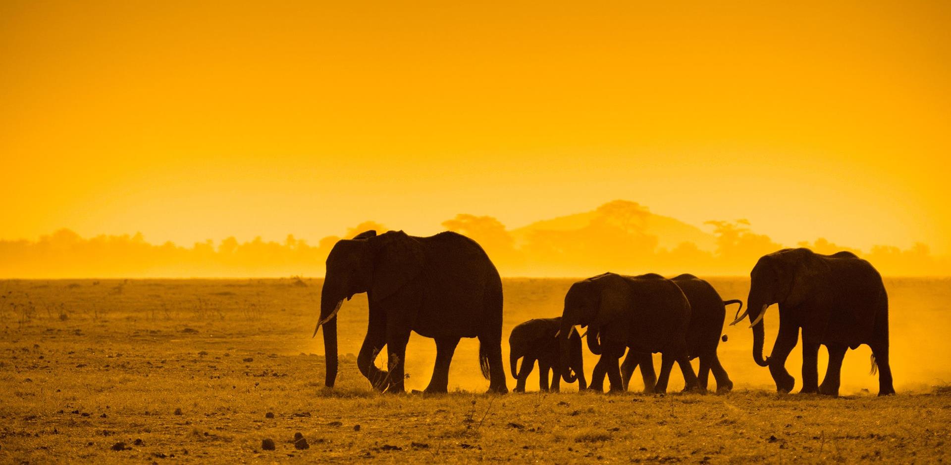 Elephant, Amboseli National Park, Kenya