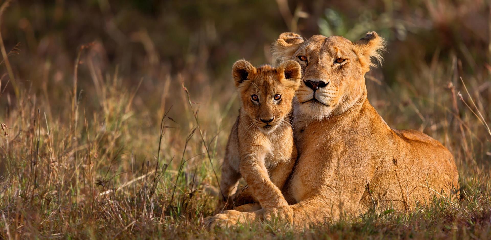 Lioness and cub, Masai Mara, Kenya