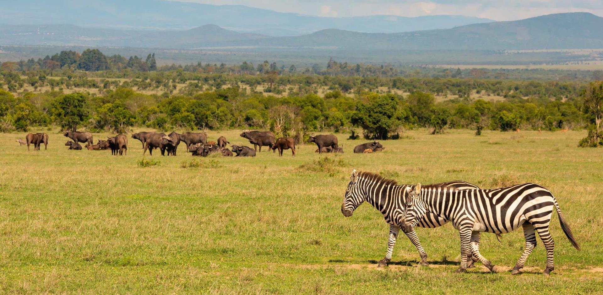 Ol Pejeta conservancy, Kenya