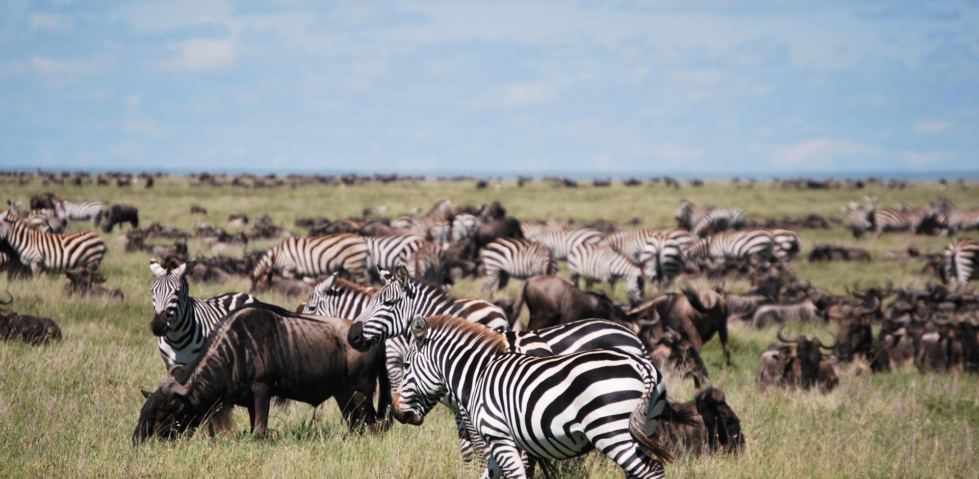 Book Serengeti safari holidays 2023/2024 | Serengeti tours | Abercrombie &  Kent