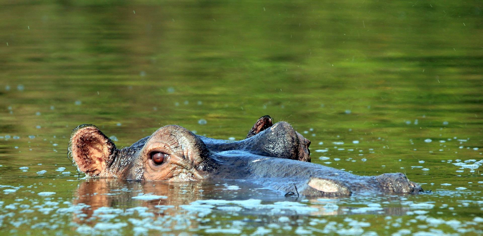 Hippopotamus, Lake Mburo, Uganda