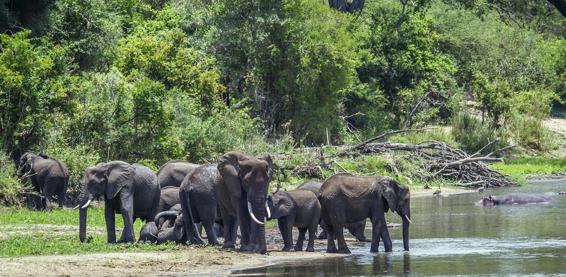 Gonarezhou National Park, Zimbabwe