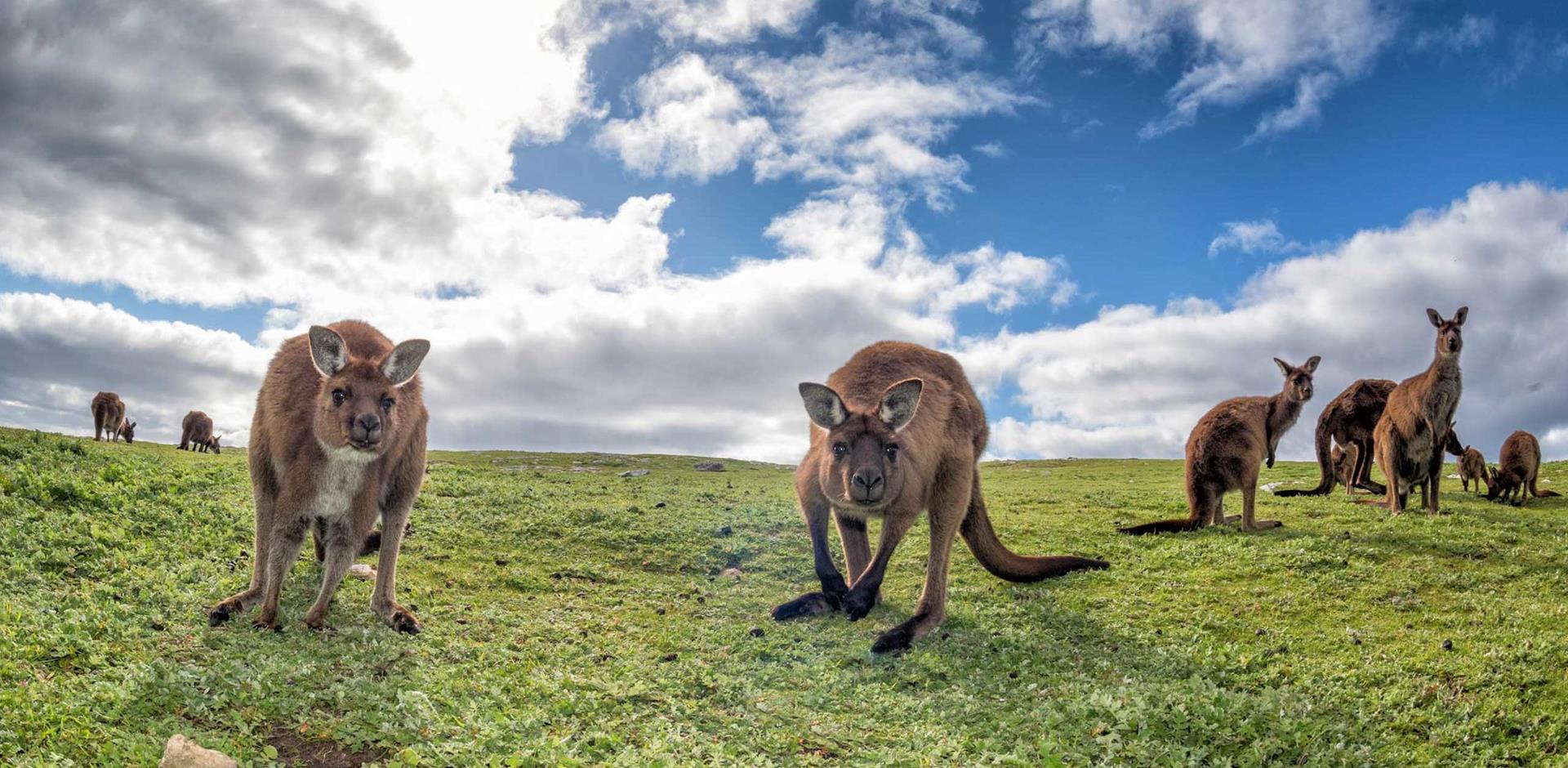 Marvel at Australia's wildlife with an A&K trip to Kangaroo Island