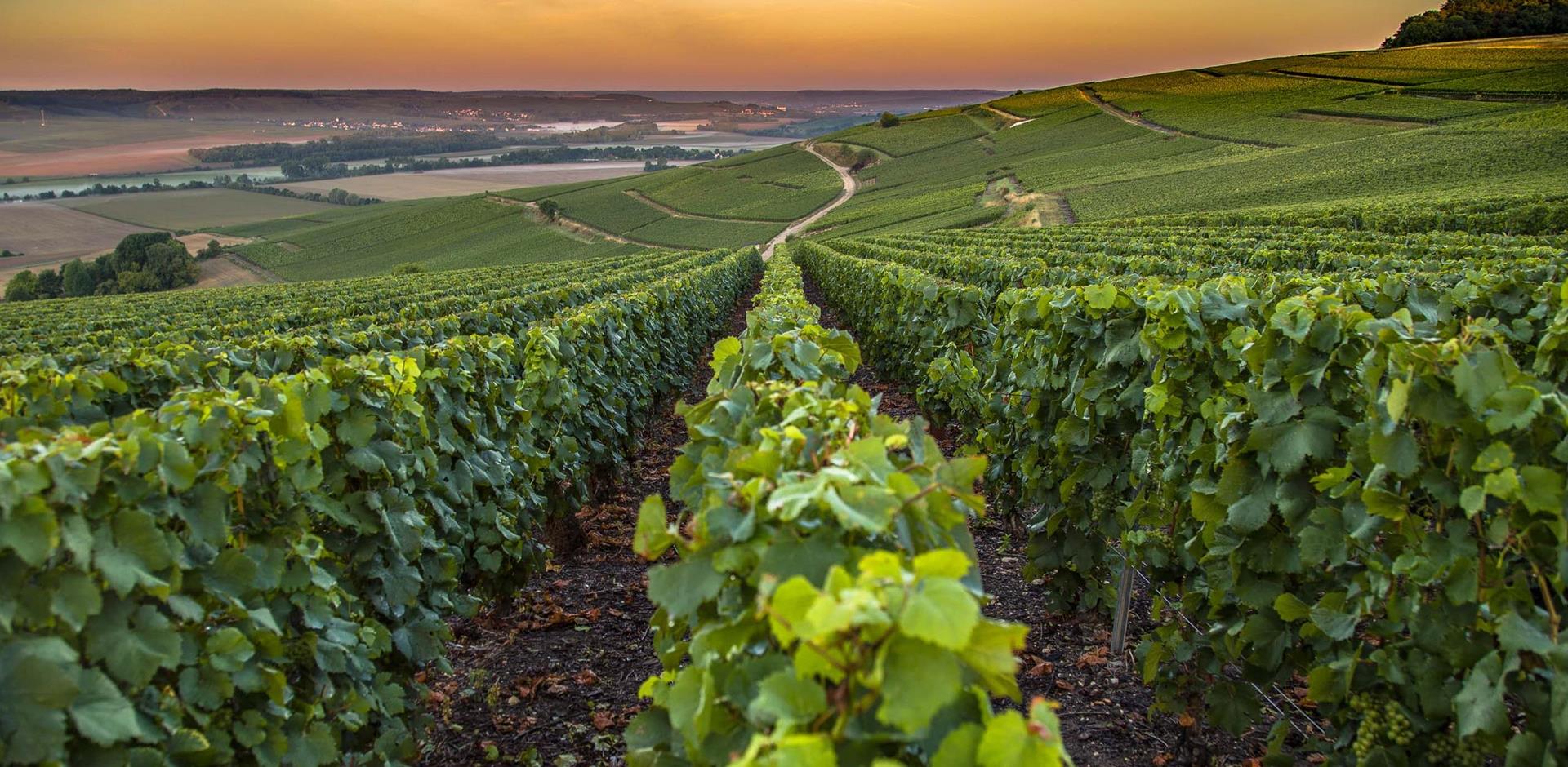 Vineyard, Champagne, France, A&K