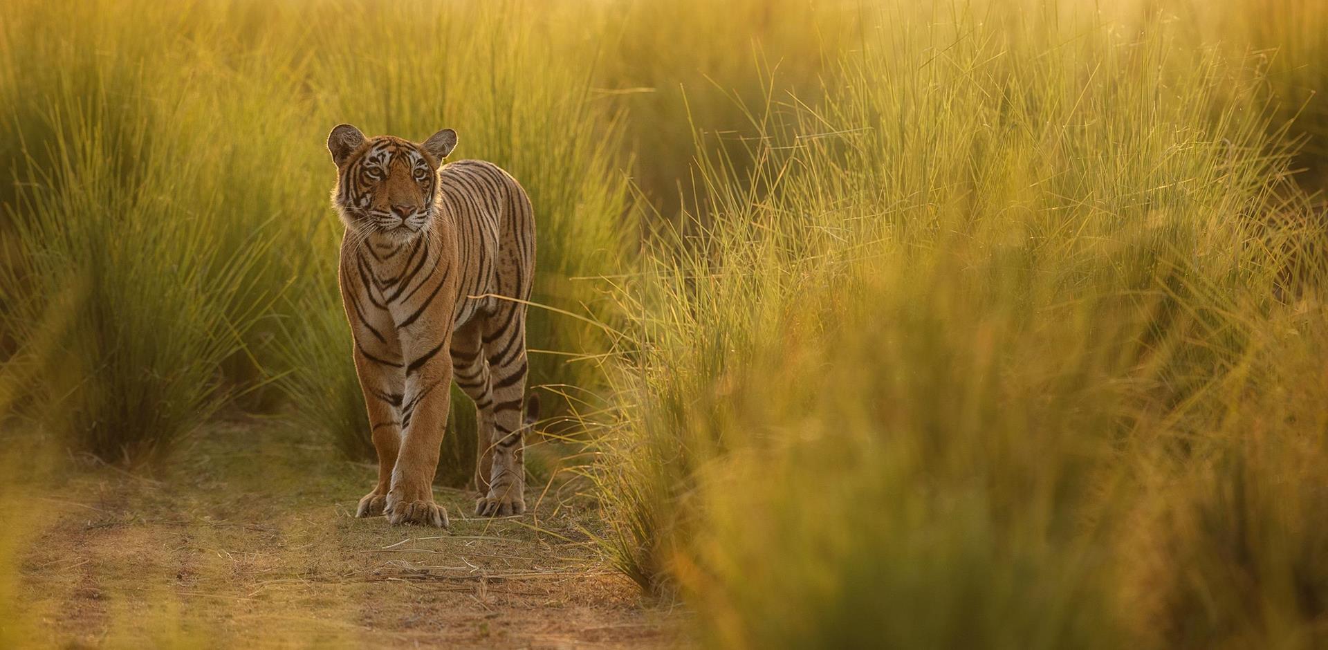 Tiger in long grass, tiger safari holidays