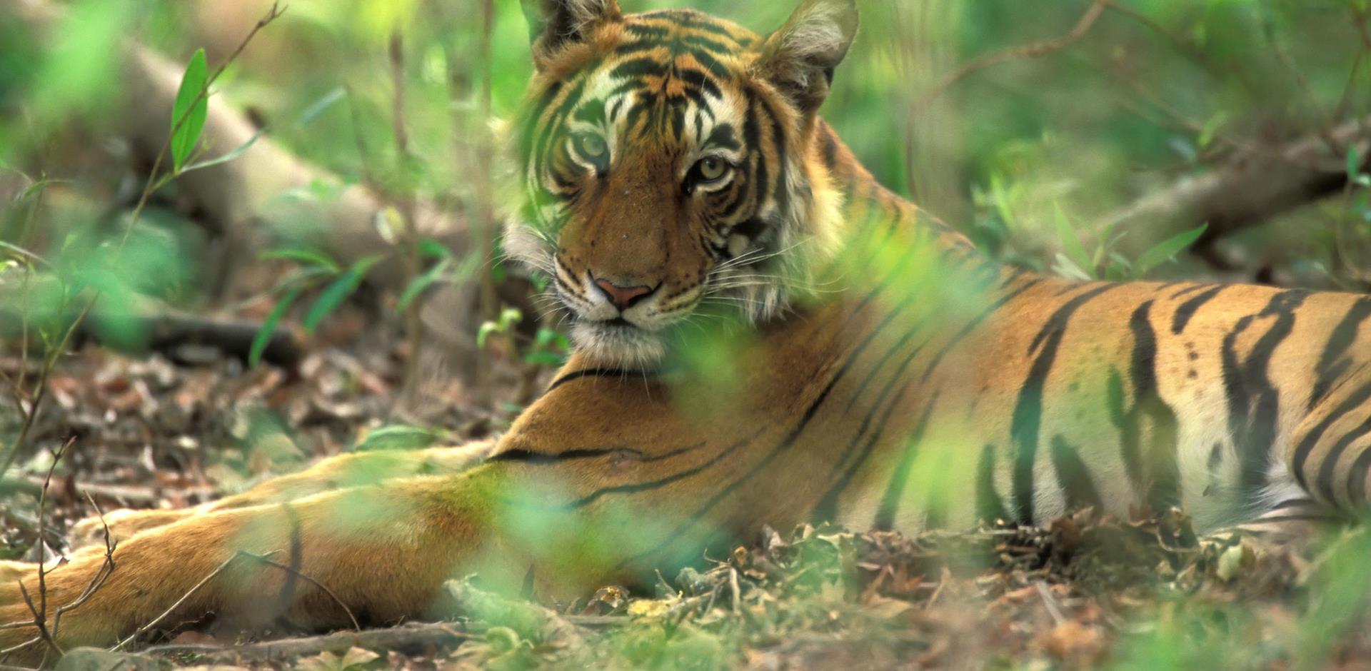 Tiger, India Subcontinent