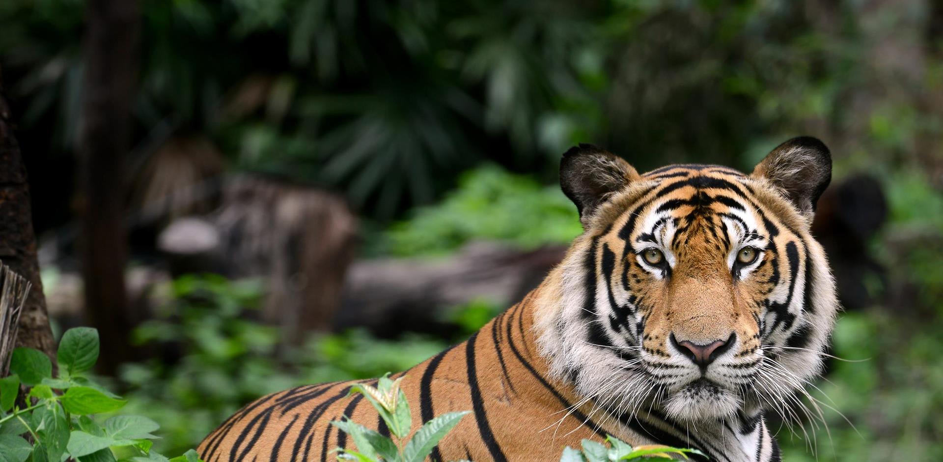 Tiger, National Park, India