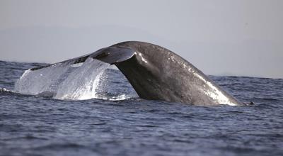 Blue whale, Sri Lanka