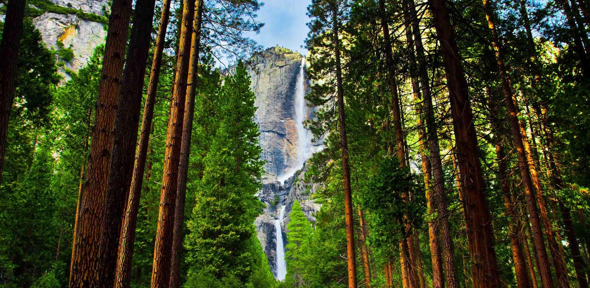 California Sequoias in Yosemite National Park California