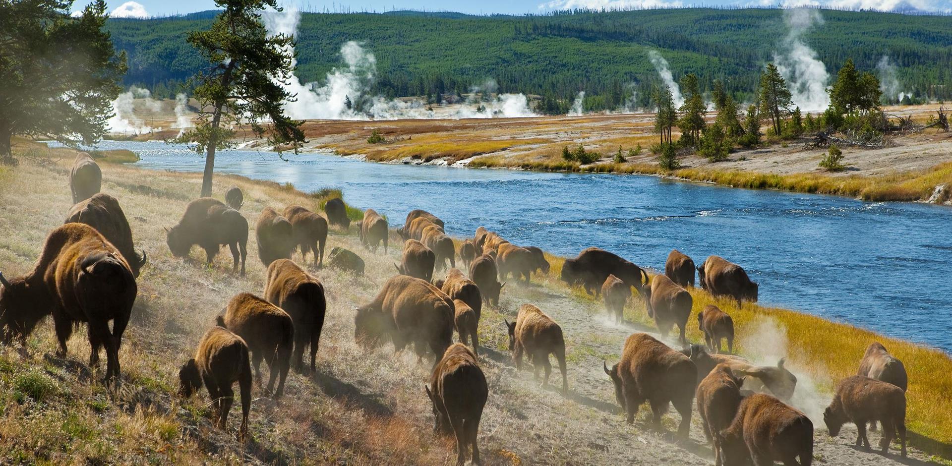 Yellowstone National Park, USA