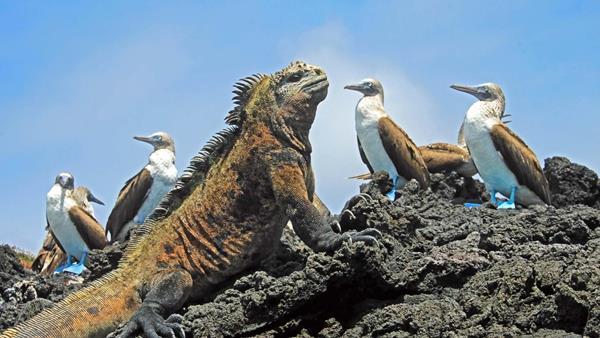 The Galápagos Islands, A&K